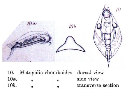 Image of Lepadella (Lepadella) rhomboides (Gosse 1886)