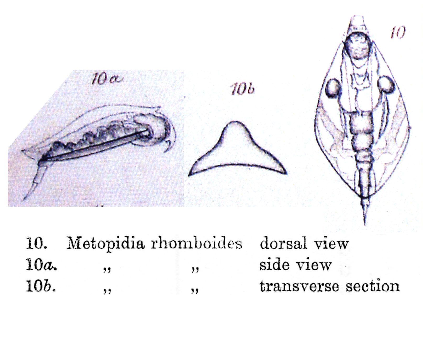 Image of Lepadella (Lepadella) rhomboides (Gosse 1886)