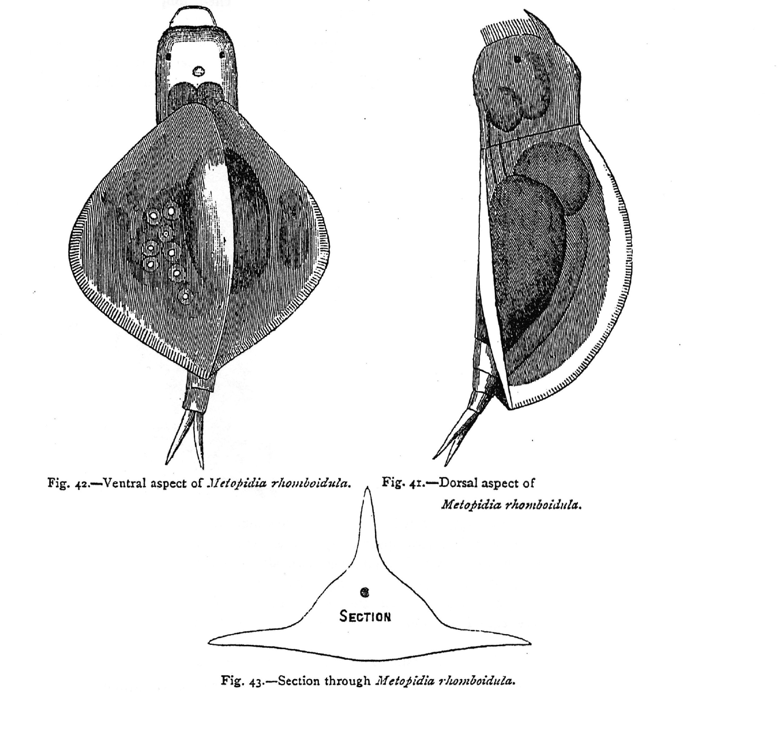 Image of Lepadella (Lepadella) rhomboidula (Bryce 1890)
