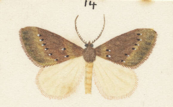 Image of Xanthorhoe occulta Philpott 1903