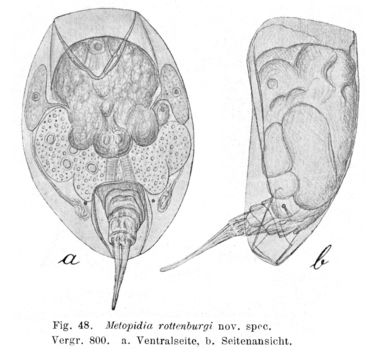Image of Lepadella (Lepadella) rottenburgi (Lucks 1912)