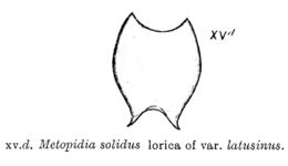 Image of Lepadella (Lepadella) latusinus (Hilgendorf 1899)