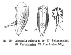 Image of Colurella sulcata (Stenroos 1898)