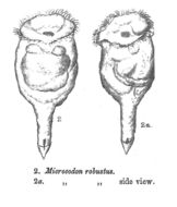 Image de Pleurotrocha robusta (Glascott 1893)