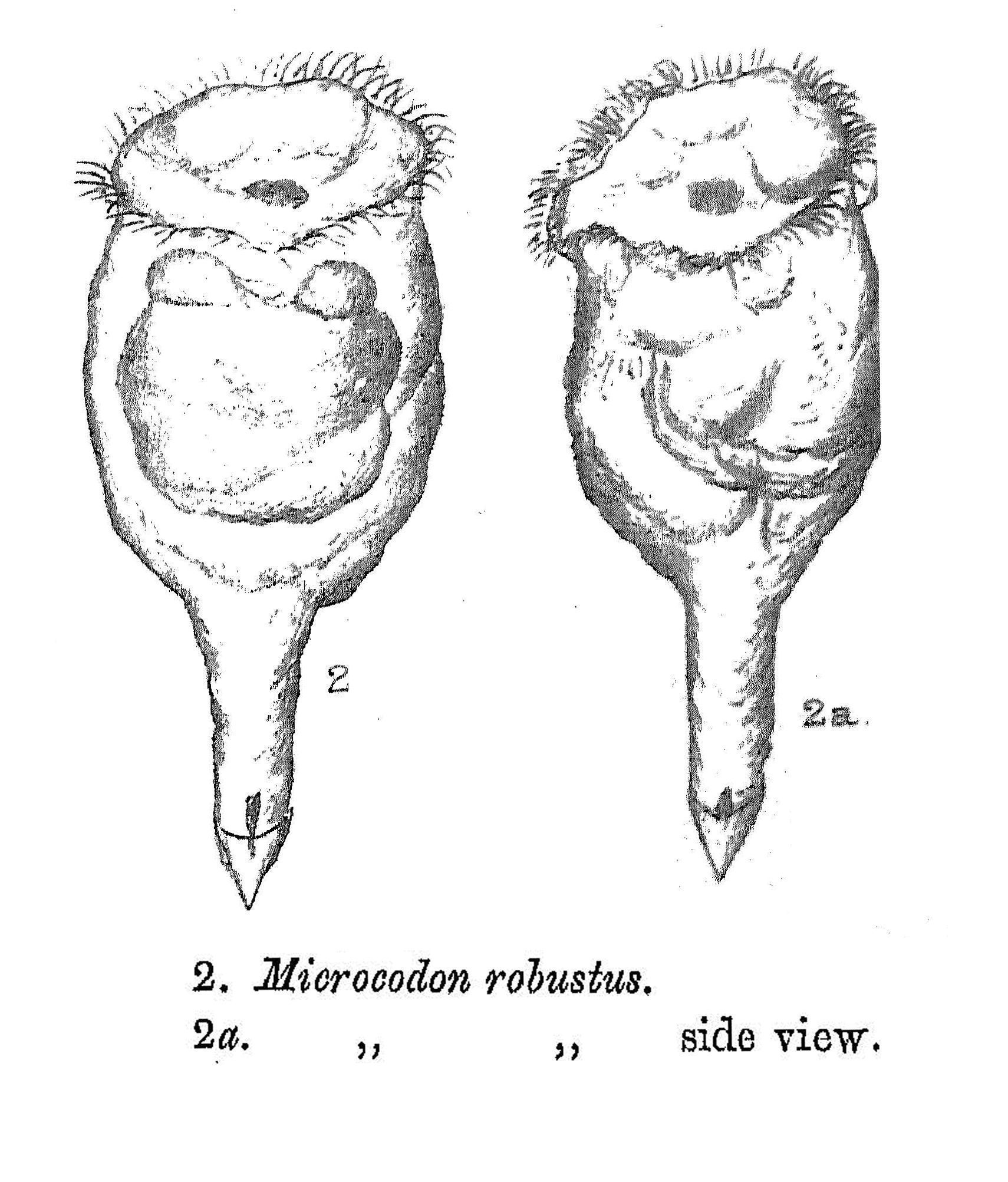 Image de Pleurotrocha robusta (Glascott 1893)