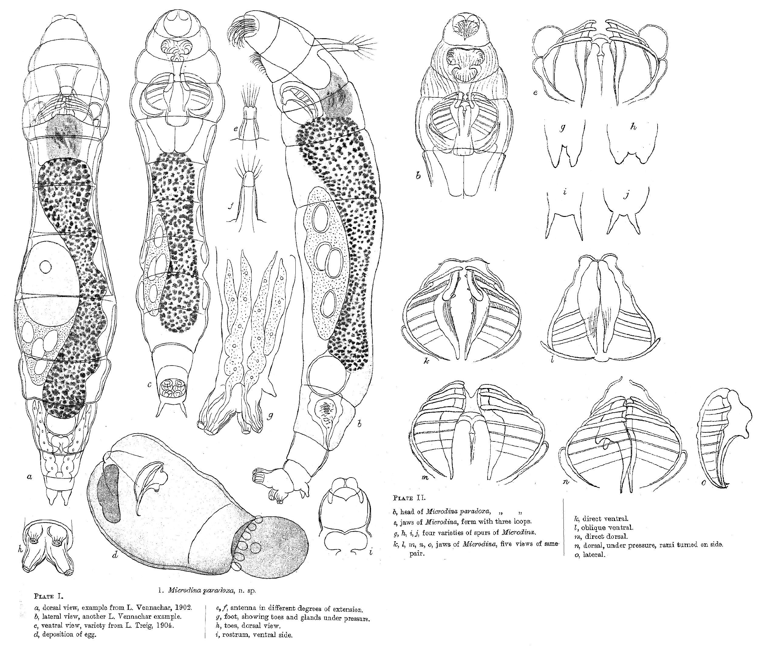 Image of Philodinavus paradoxus (Murray 1905)