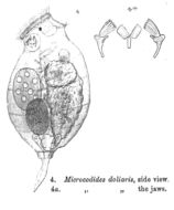 Слика од Proales doliaris (Rousselet 1895)