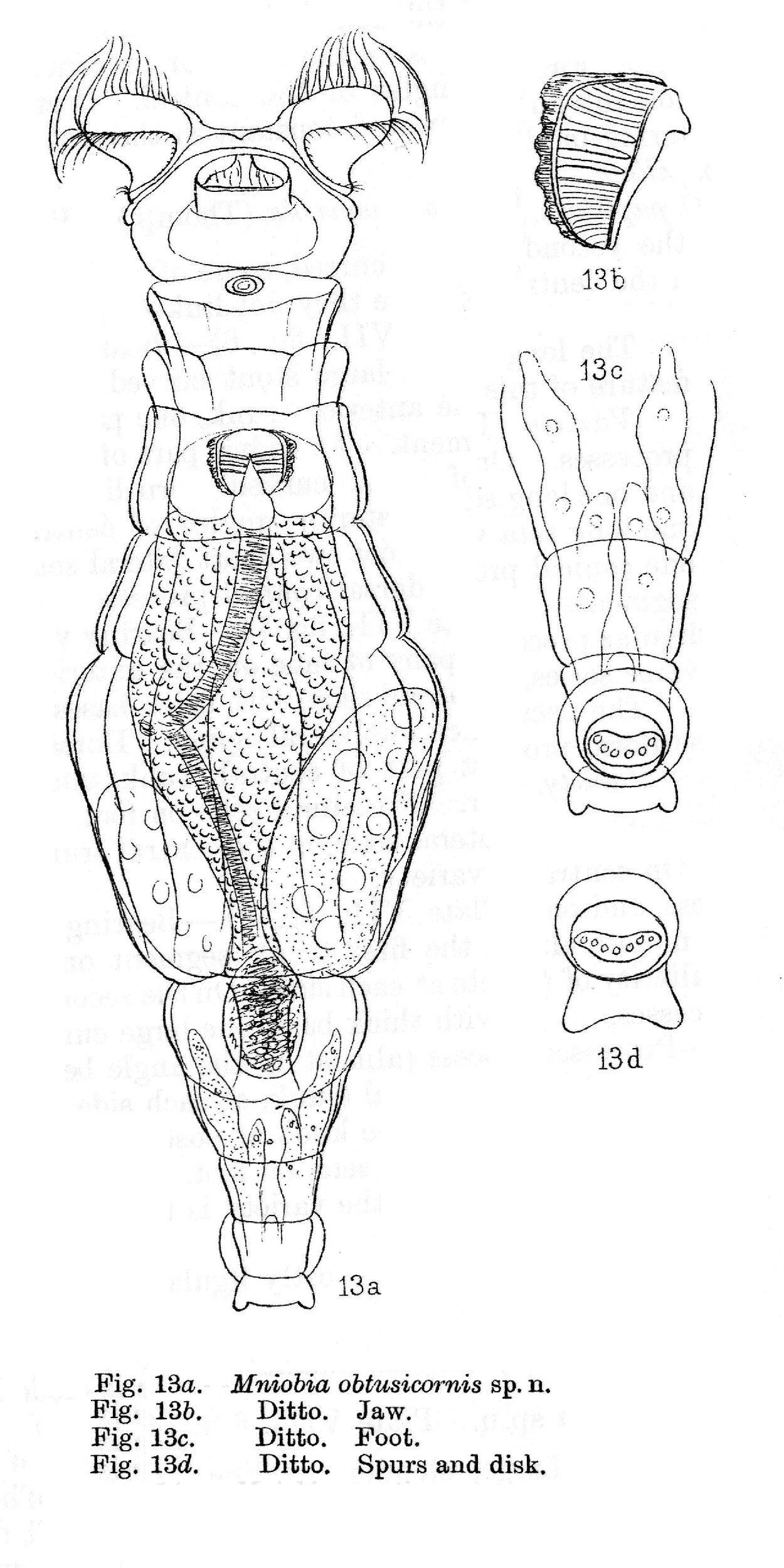 Image of Mniobia obtusicornis Murray 1911
