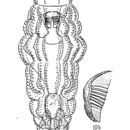 Imagem de Mniobia scabrosa Murray 1911