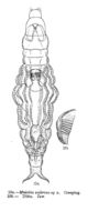 Image of Mniobia scabrosa Murray 1911