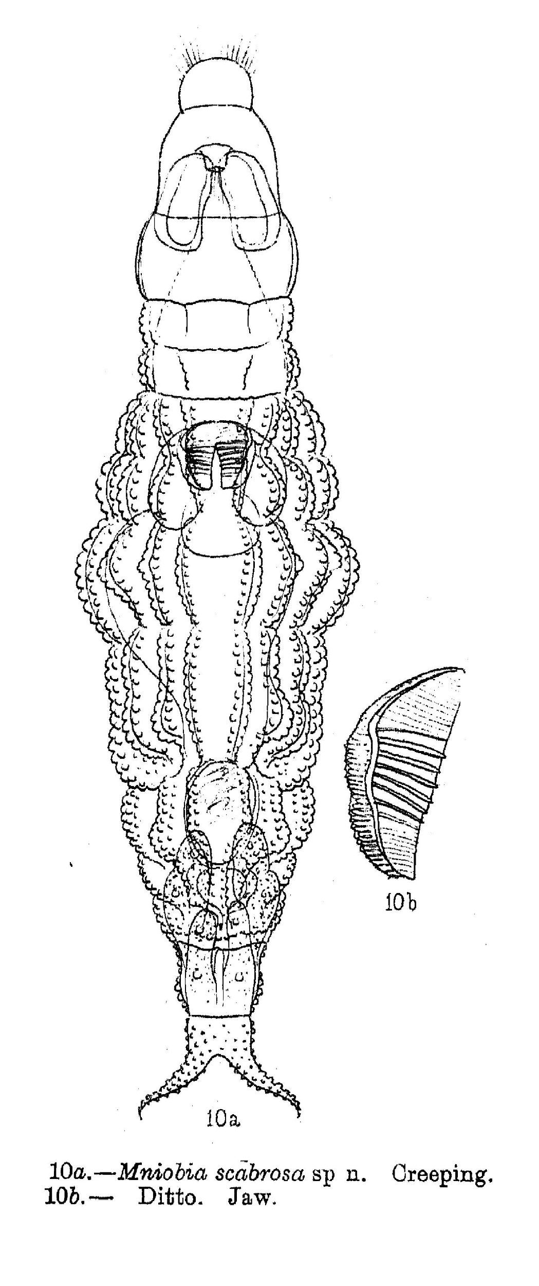 Image of Mniobia scabrosa Murray 1911