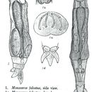 Image of Henoceros falcatus (Milne 1916)