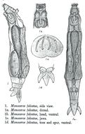 Imagem de Henoceros falcatus (Milne 1916)