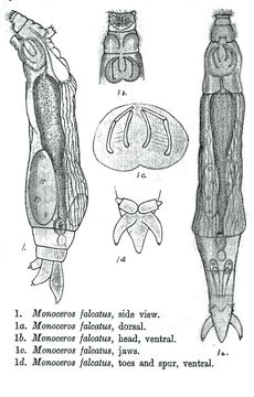 Imagem de Henoceros falcatus (Milne 1916)