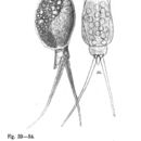 Image of Monommata appendiculata Stenroos 1898