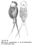 Image of Monommata appendiculata Stenroos 1898