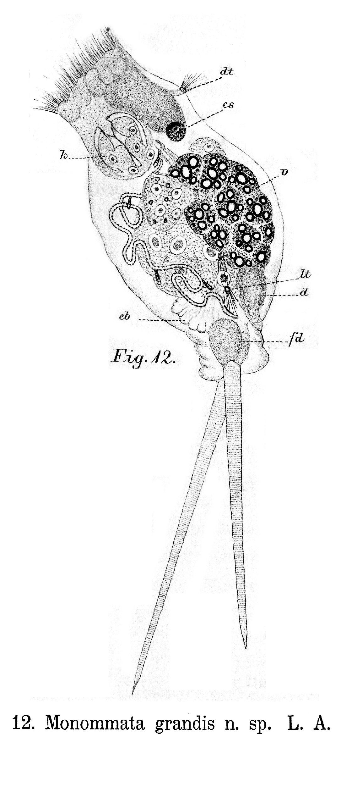 Image of Monommata grandis Tessin 1890