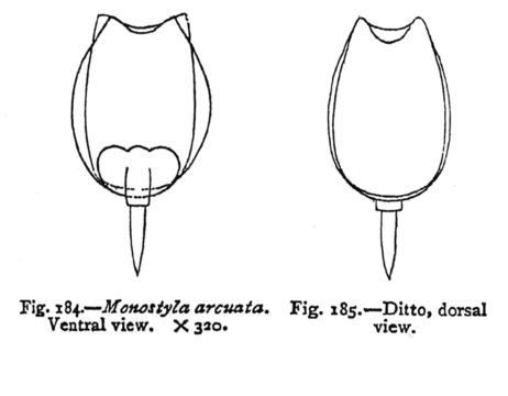 Image of <i>Lecane arcuata</i>