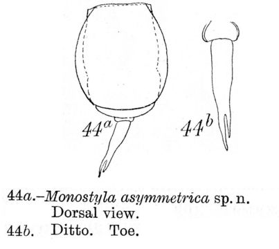 Image of <i>Lecane asymmetrica</i>