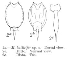 Image of Lecane batillifer (Murray 1913)