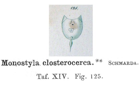 Image of <i>Lecane closterocerca</i>