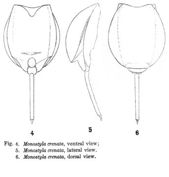 Image of Lecane crenata (Harring 1913)