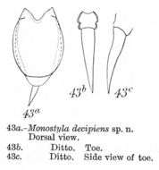 Image of Lecane decipiens (Murray 1913)