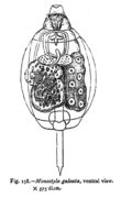 Image of <i>Lecane galeata</i>