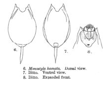 Image of <i>Lecane hamata</i>