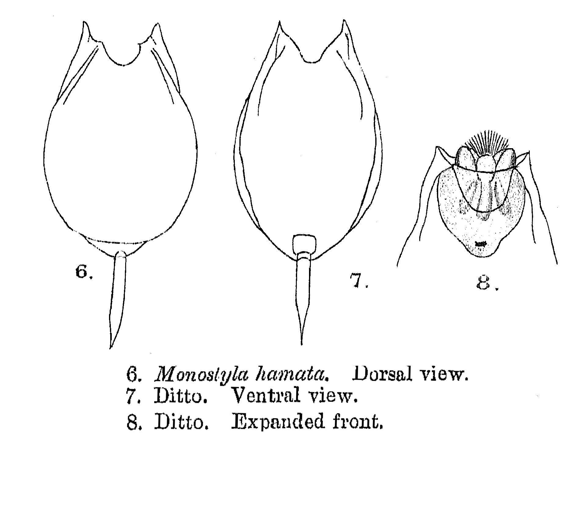 Image of <i>Lecane hamata</i>