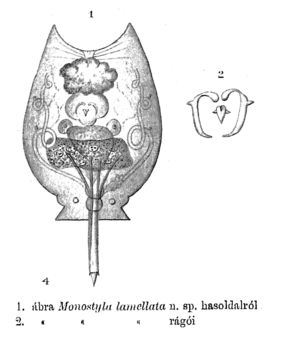 Image of <i>Lecane lamellata</i>