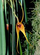 Image of masdevallia