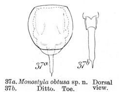 Image of <i>Lecane obtusa</i>