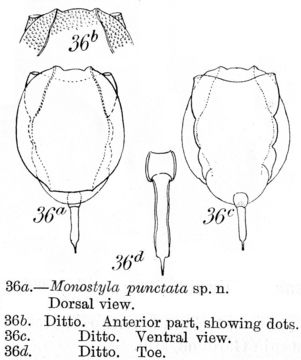 Image of <i>Lecane punctata</i>