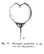 Image of Lecane pyriformis (Daday 1905)