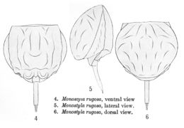 Imagem de Lecane rugosa (Harring 1914)