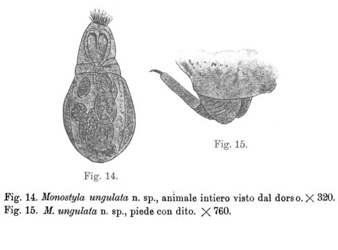 Image of Lecane ungulata (Gosse 1887)