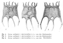 Image of Plationus patulus macracanthus (Daday 1786)