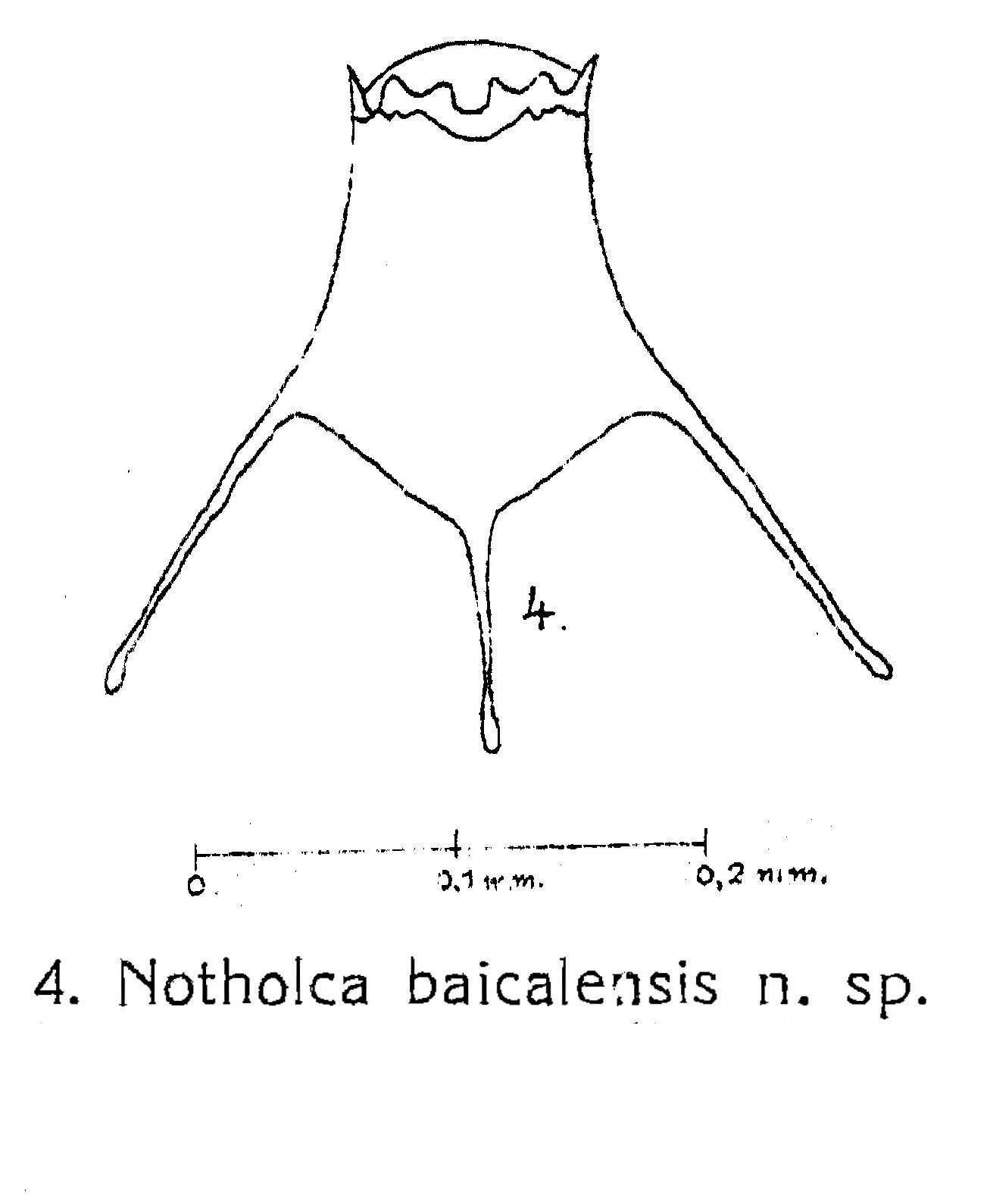 Image of <i>Notholca baicalensis</i>