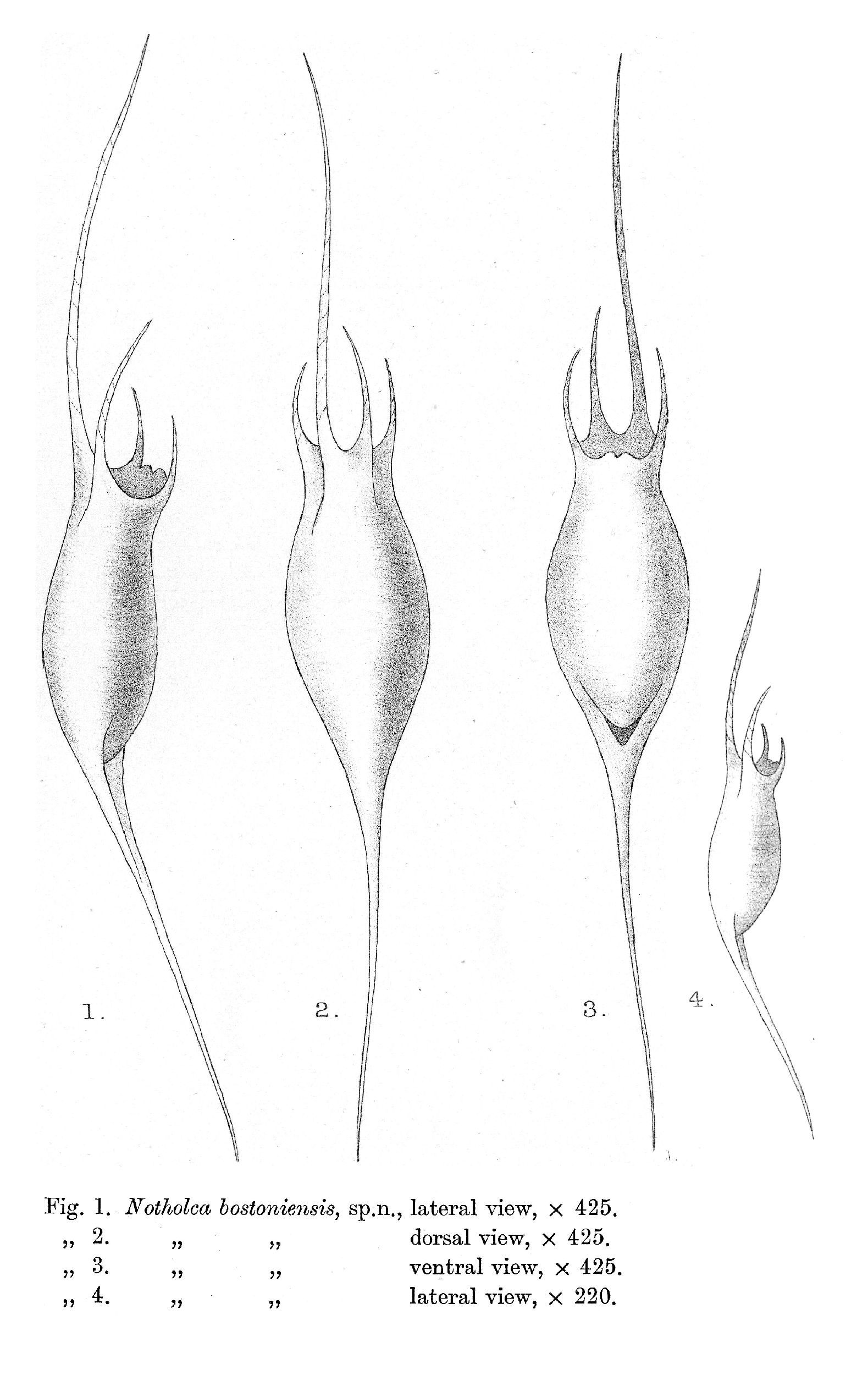 Image of Kellicottia bostoniensis (Rousselet 1908)