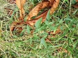 Image of largefruit amaranth