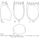 Image of <i>Notholca latistyla</i>