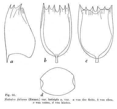 Image of <i>Notholca latistyla</i>