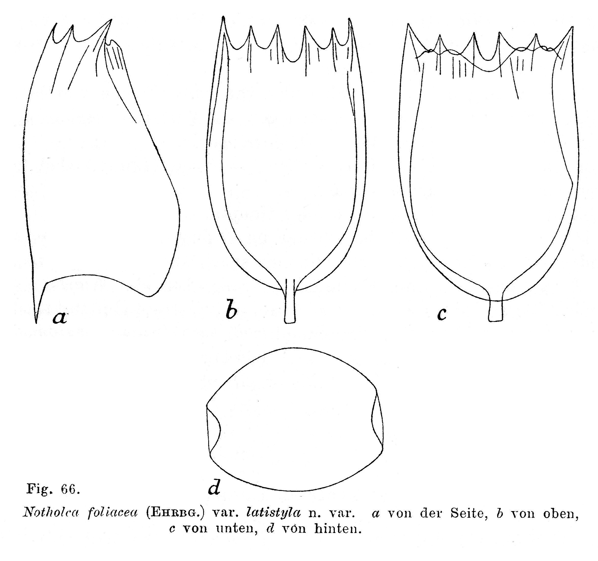 Image of <i>Notholca latistyla</i>