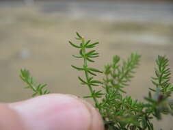 Image of Asperula conferta Hook. fil.