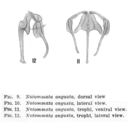 Image of <i>Notommata angusta</i>