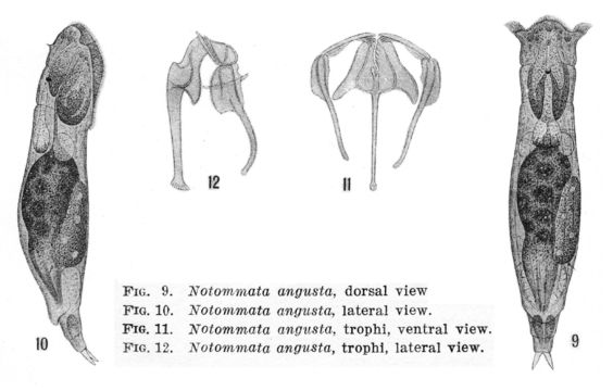 Image of <i>Notommata angusta</i>