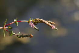 Image of rotala