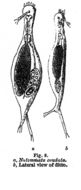 Image of <i>Proalinopsis caudatus</i>