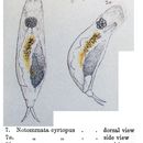 Image of <i>Notommata cyrtopus</i>